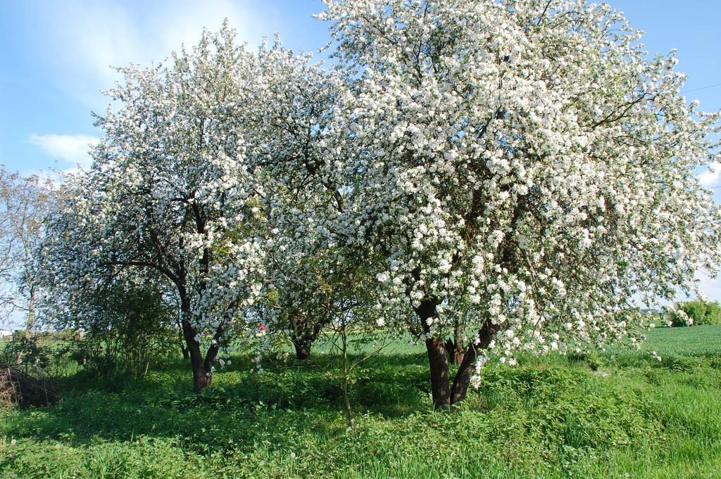 Agroturystyka Pod Swierkami Nadrybie Exterior foto