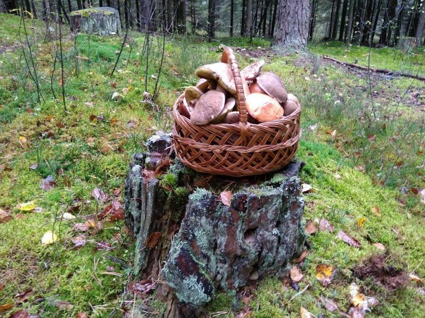 Agroturystyka Pod Swierkami Nadrybie Exterior foto